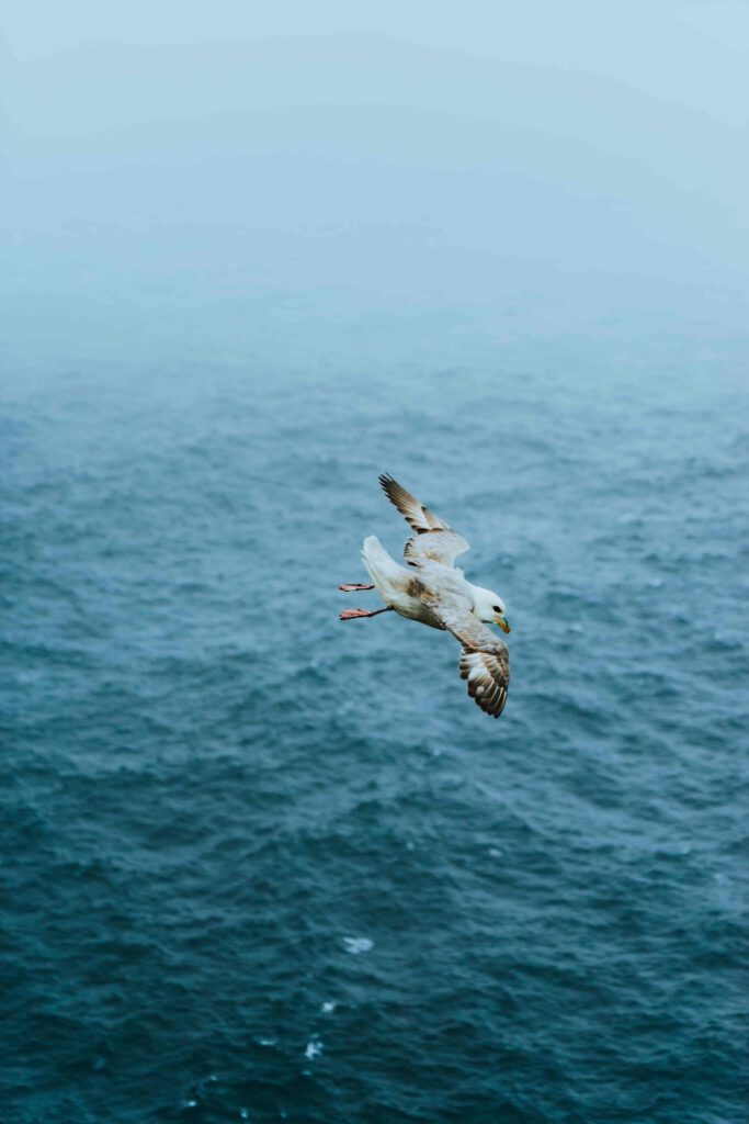 En mås flyger över ett stormigt hav med utbredda vingar.