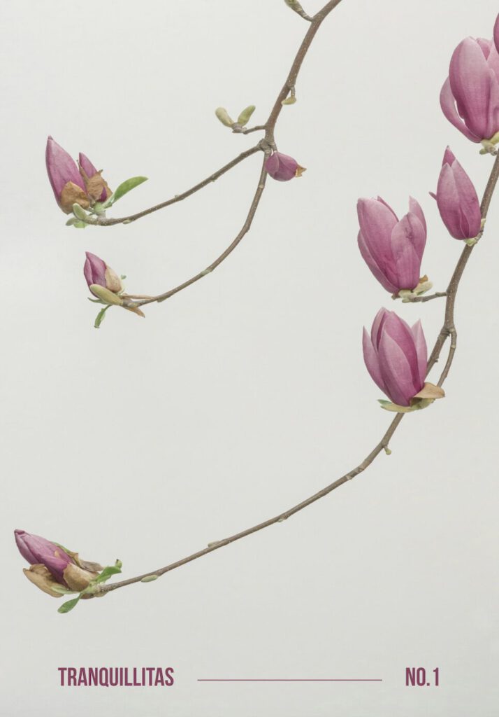 Poster som visar En magnolia-gren med rosa blommor och knoppar mot en ljus bakgrund. Grenen är böjd i en mjuk kurva.