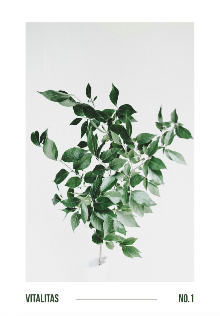 Poster som visar En kvist med mörkgröna blad mot en ljus bakgrund. Bladen är olika stora och sitter tätt tillsammans.