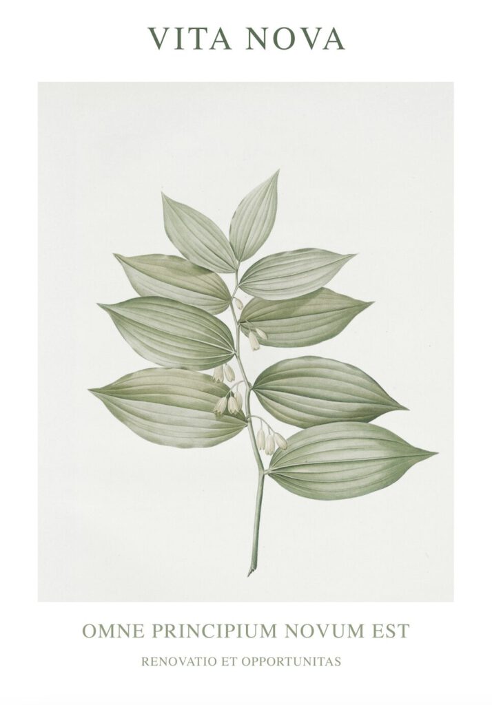 En detaljerad illustration av en kvist med konvalj, inklusive vita blommor och stora gröna blad, mot en ljus bakgrund.